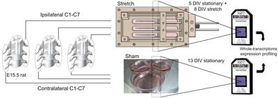 Biomechanical Forces Regulate Gene Transcription During Stretch-Mediated Growth of Mammalian Neurons